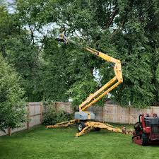 Trusted Lawndale, CA Tree Care Experts