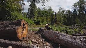 Best Tree Cabling and Bracing  in Lawndale, CA