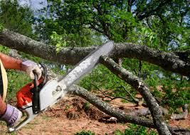 Best Tree Trimming and Pruning  in Lawndale, CA