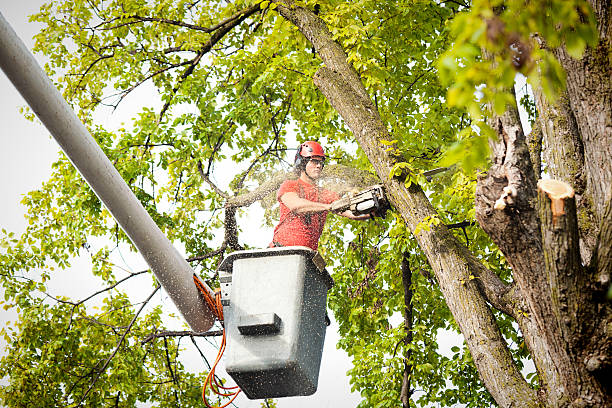 Best Leaf Removal  in Lawndale, CA