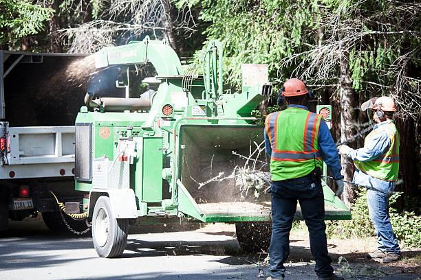 Best Grass Overseeding  in Lawndale, CA