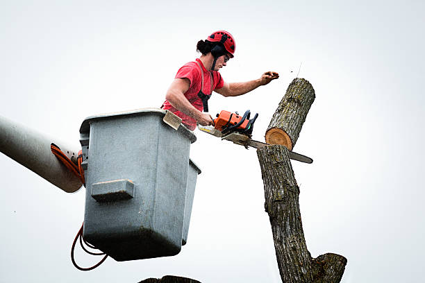 Best Tree Risk Assessment  in Lawndale, CA