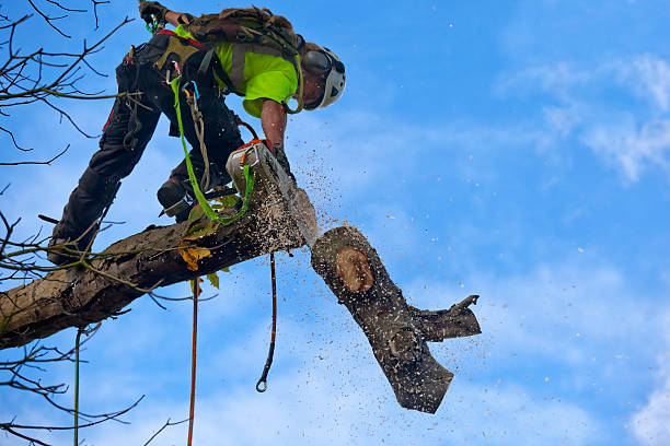 Best Palm Tree Trimming  in Lawndale, CA