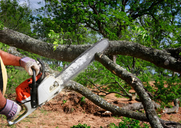 Best Tree Disease Treatment  in Lawndale, CA